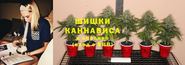 прущие грибы Бородино
